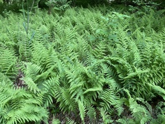 Dennstaedtia punctilobula