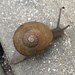 Cuban Brown Snail - Photo (c) l_gar, some rights reserved (CC BY-NC), uploaded by l_gar