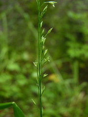 Festuca subverticillata