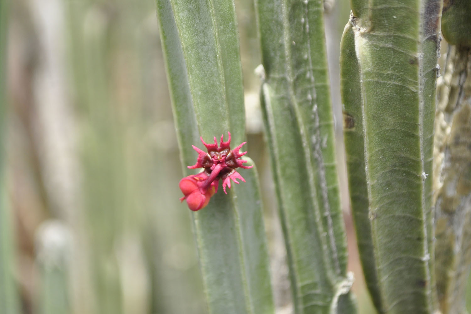 Euphorbia attastoma