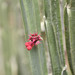 Euphorbia attastoma - Photo (c) Marcelo Leandro Brotto,  זכויות יוצרים חלקיות (CC BY-NC-ND), הועלה על ידי Marcelo Leandro Brotto