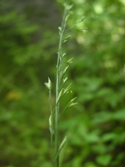 Festuca subverticillata