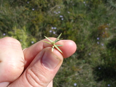 Juniperus macrocarpa