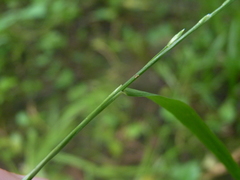 Festuca subverticillata