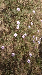 Convolvulus althaeoides althaeoides