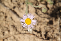 Erigeron pumilus