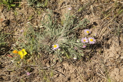 Erigeron pumilus