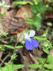 Collinsia verna
