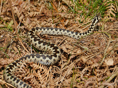 Vipera berus berus