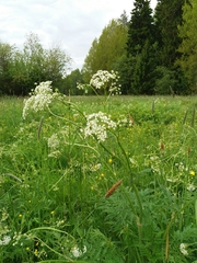 Anthriscus sylvestris