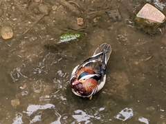Aix galericulata