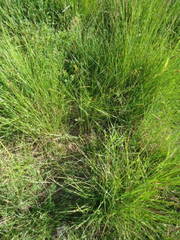 Carex spicata
