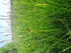 Carex spicata