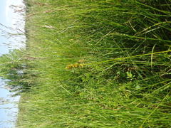 Carex spicata