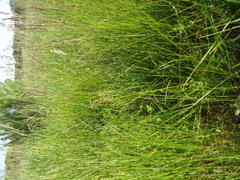 Carex spicata
