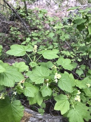 Ribes wolfii