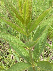 Veronicastrum virginicum