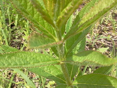 Veronicastrum virginicum