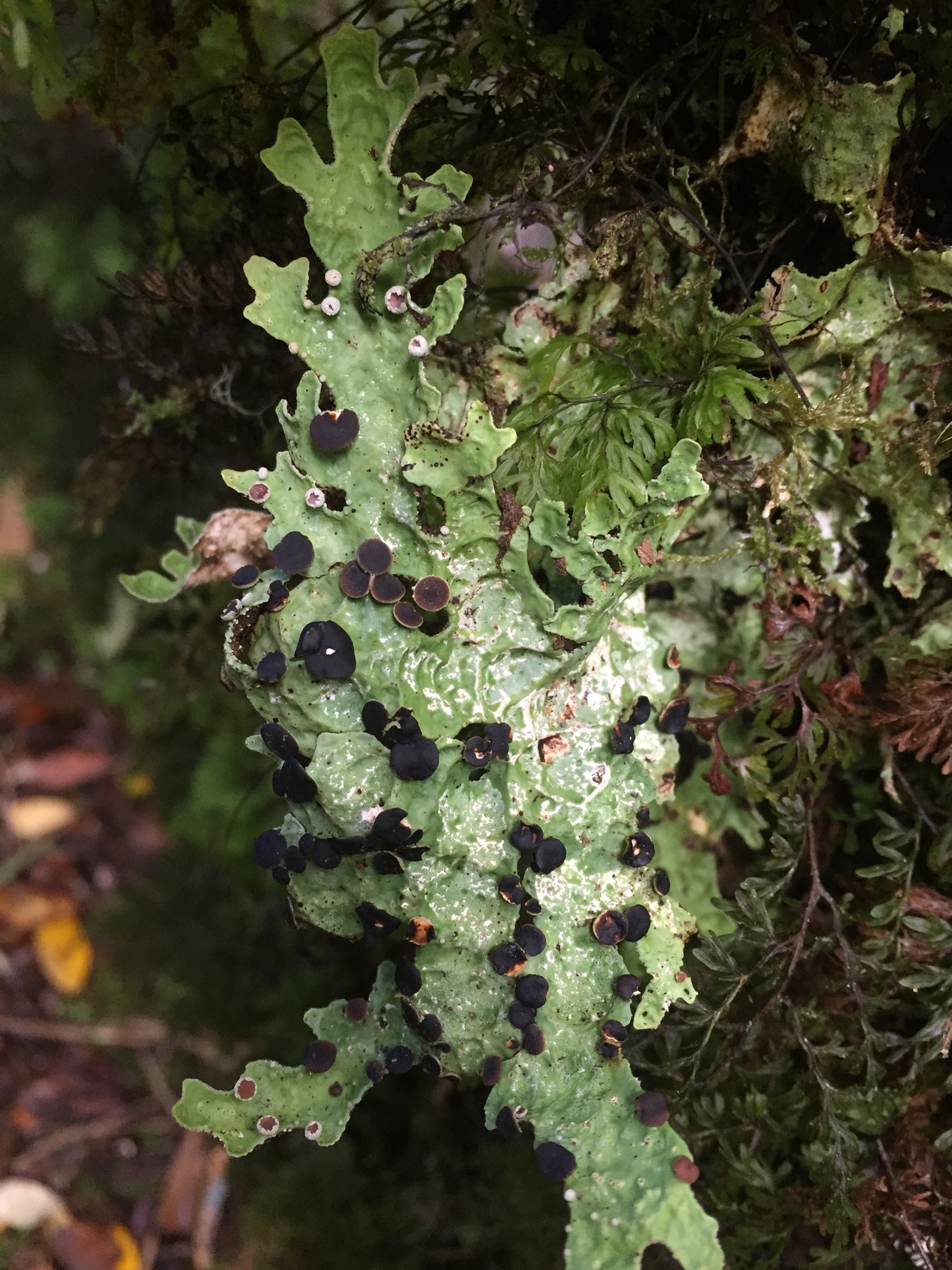 Pseudocyphellaria billardierei image