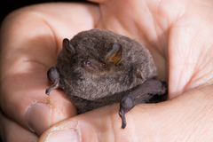 Miniopterus natalensis