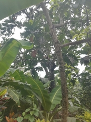 Artocarpus camansi