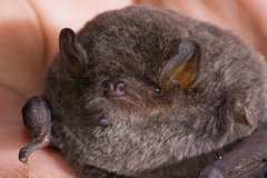 Miniopterus natalensis