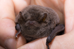 Miniopterus natalensis