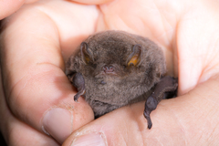 Miniopterus natalensis