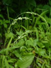 Sphenopholis obtusata