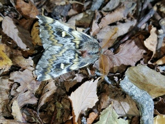 Ormiscodes schmidtnielseni