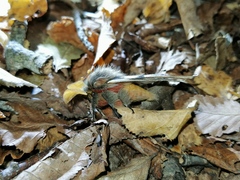 Ormiscodes schmidtnielseni