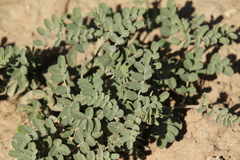 Astragalus curvicarpus