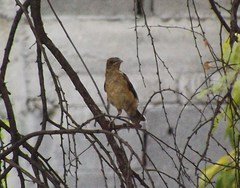 Turdus grayi