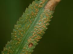 Puccinia sii-falcariae