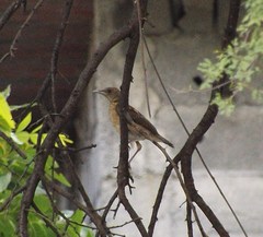 Turdus grayi