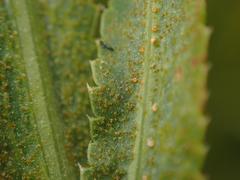 Puccinia sii-falcariae