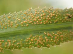 Puccinia sii-falcariae