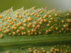 Puccinia sii-falcariae