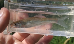 Hybognathus nuchalis