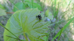 Phidippus clarus