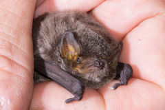 Miniopterus natalensis