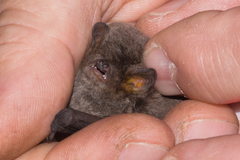 Miniopterus natalensis