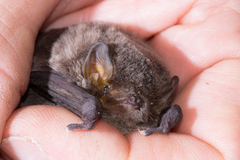 Miniopterus natalensis