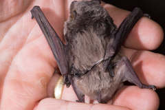 Miniopterus natalensis