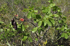 Hymenaea martiana