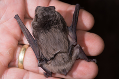 Miniopterus natalensis