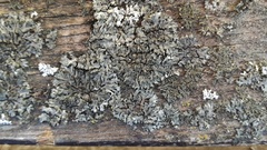 Phaeophyscia sciastra