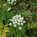 Western Water Hemlock - Photo (c) cardicorgi1, some rights reserved (CC BY-NC)