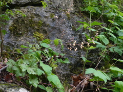 Heuchera alba