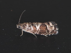 Grapholita packardi